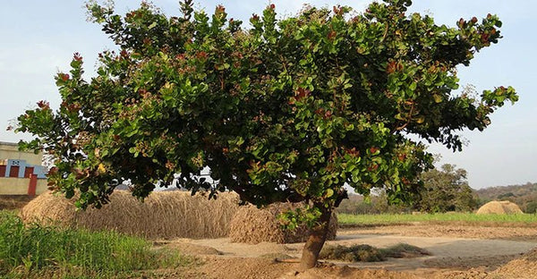 Alles Wat U Moet Weten Over Cashewnoten: Voordelen en Tips - PUURR.